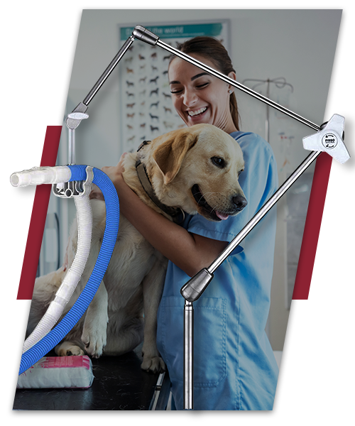 Veterinary Procedures - Novid Surgical